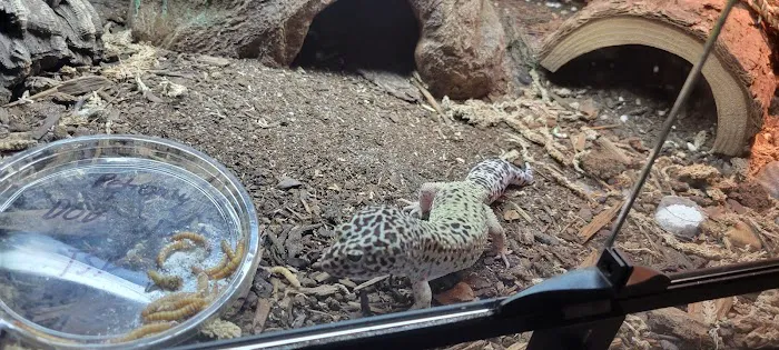 No Ways REPTIQUARIUM Picture 5