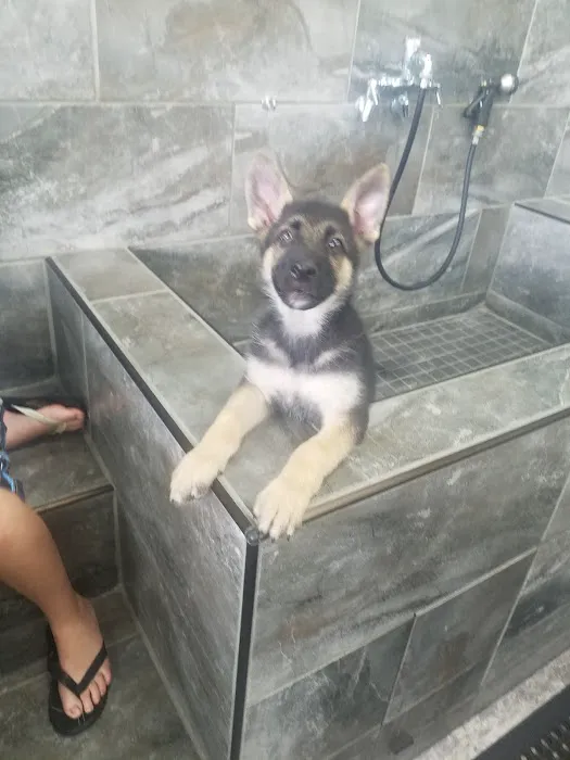 Pet Supermarket Picture 2