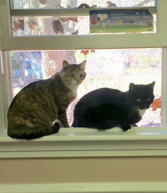 Niskayuna Animal Hospital Picture 10