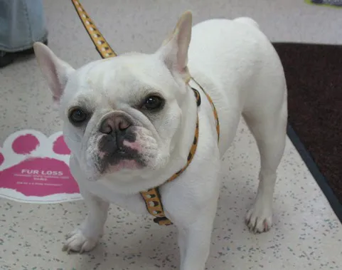 Niskayuna Animal Hospital Picture 4