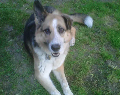 Niskayuna Animal Hospital Picture 3