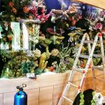 Aquarium Reef Illusions