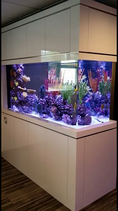 Aquarium Reef Illusions Picture 10