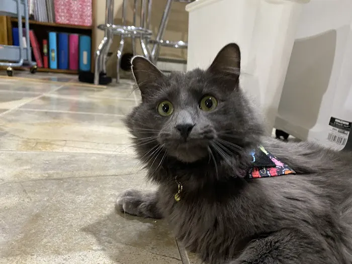 Capitaland Animal Hospital Picture 9