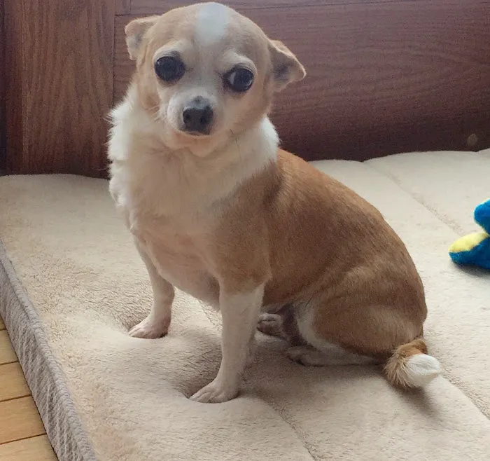 Capitaland Animal Hospital Picture 1