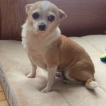 Capitaland Animal Hospital