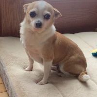 Capitaland Animal Hospital ico