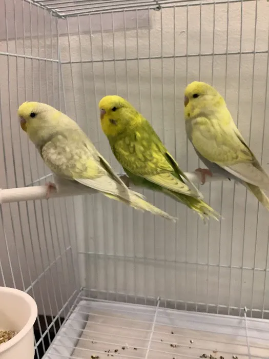 Parrotdise Bird Store & Boarding Picture 3