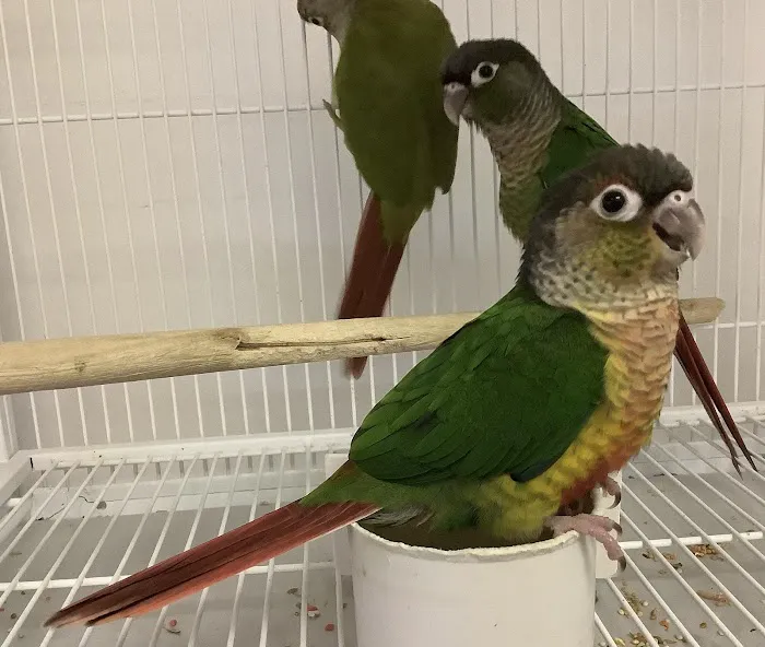 Parrotdise Bird Store & Boarding Picture 5