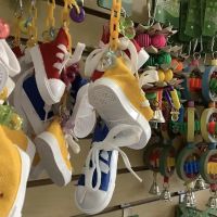 Parrotdise Bird Store & Boarding ico