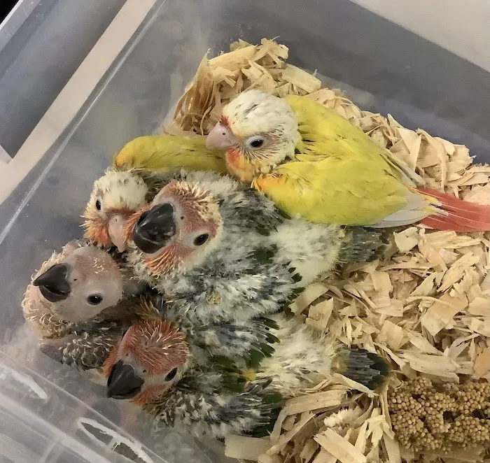 Parrotdise Bird Store & Boarding Picture 9