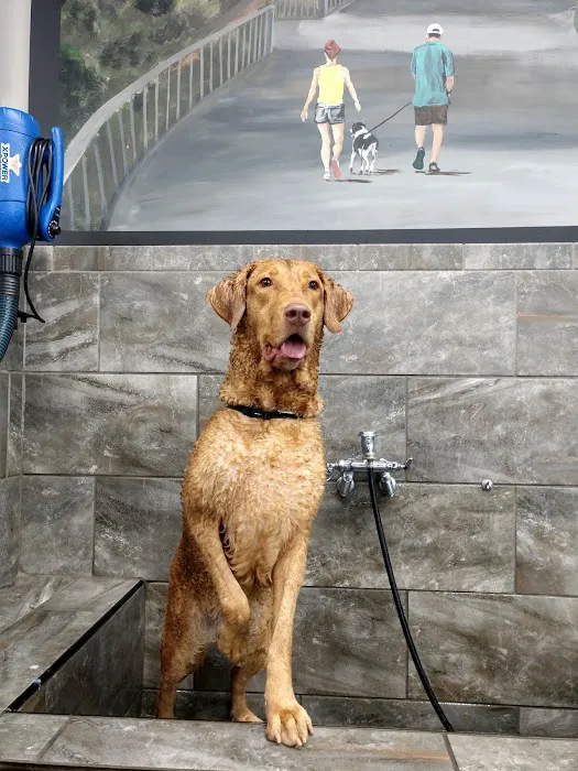 Pet Supermarket Picture 9
