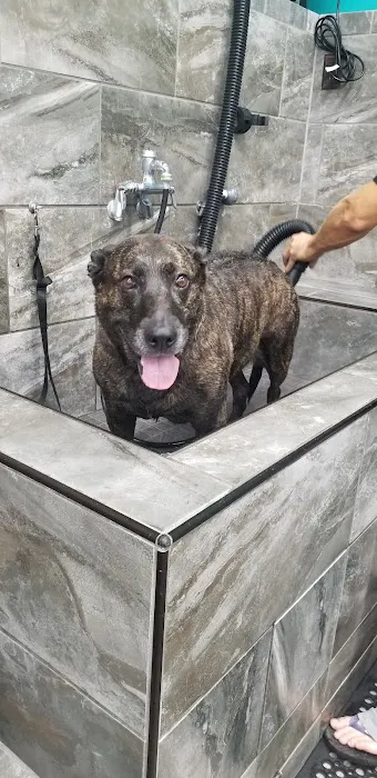 Pet Supermarket Picture 7