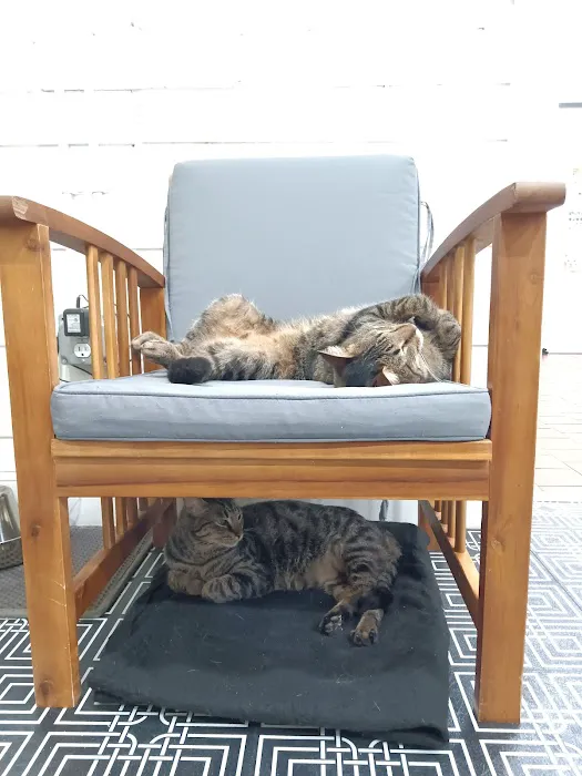 DeLand Cat Cafe Picture 10