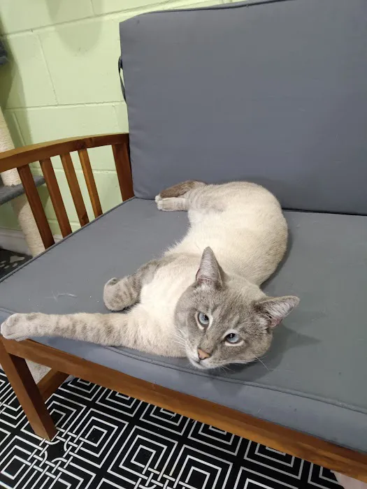 DeLand Cat Cafe Picture 9