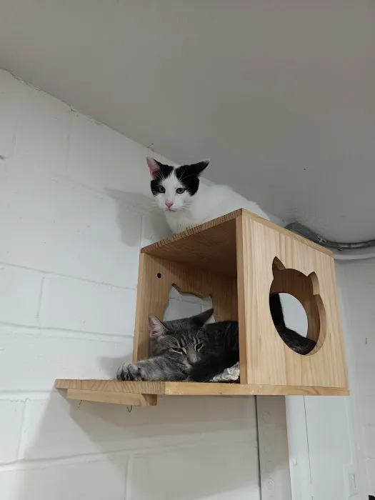 DeLand Cat Cafe Picture 5