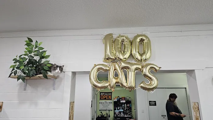 DeLand Cat Cafe Picture 1
