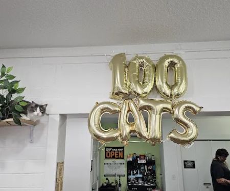 DeLand Cat Cafe