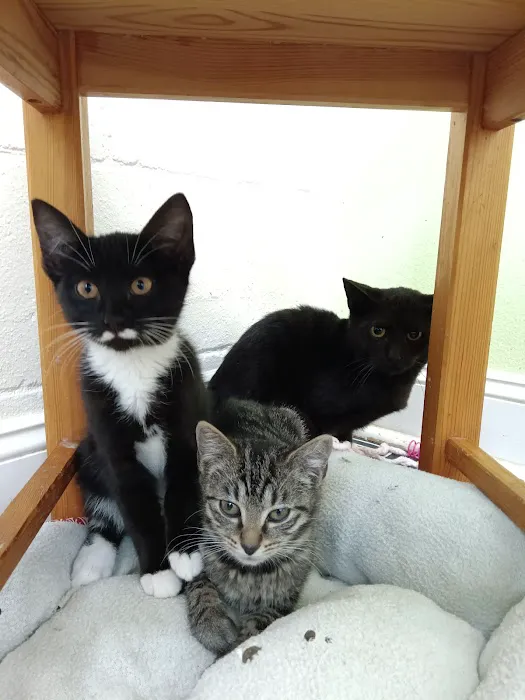 DeLand Cat Cafe Picture 7