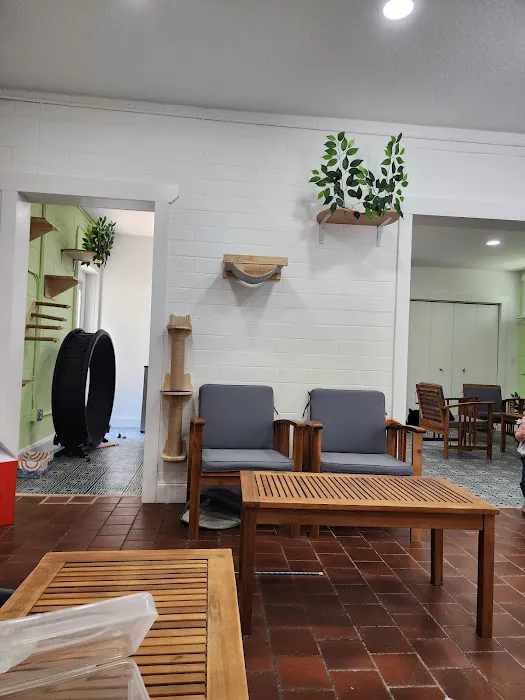 DeLand Cat Cafe Picture 2