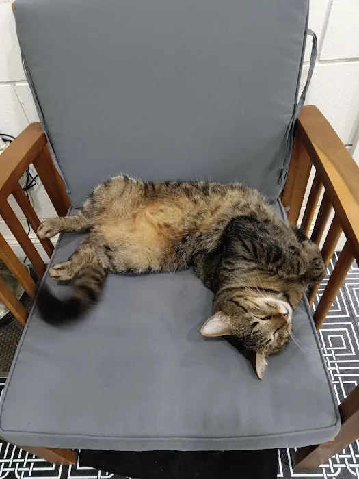 DeLand Cat Cafe Picture 3