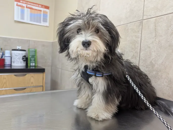 Hernas Veterinary Clinic Picture 2