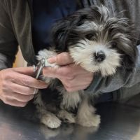 Hernas Veterinary Clinic ico