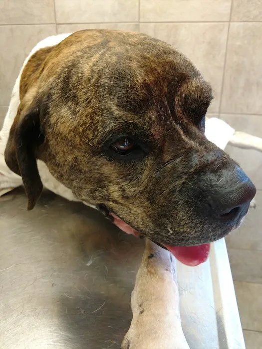 Hernas Veterinary Clinic Picture 3