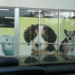 Pet Supermarket