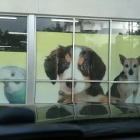 Pet Supermarket ico