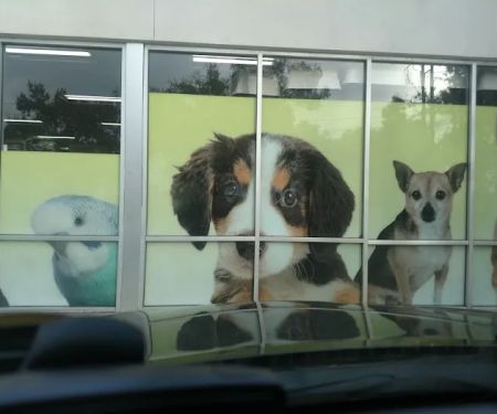 Pet Supermarket