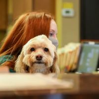 River Road Animal Hospital ico