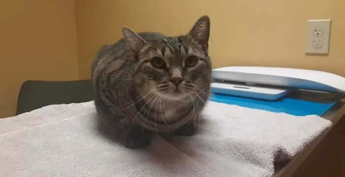 River Road Animal Hospital Picture 4
