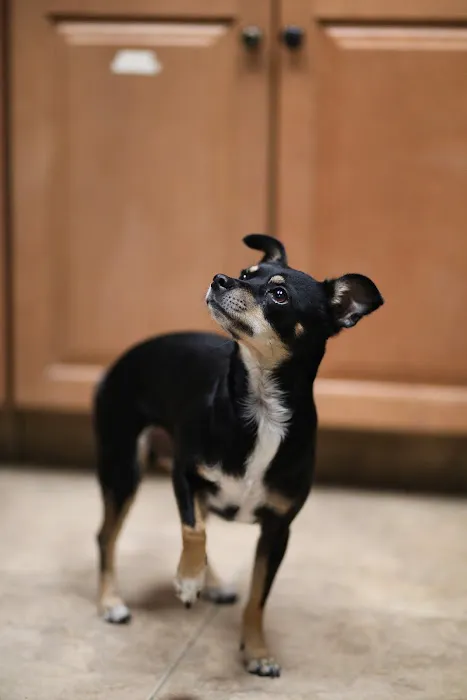 River Road Animal Hospital Picture 10
