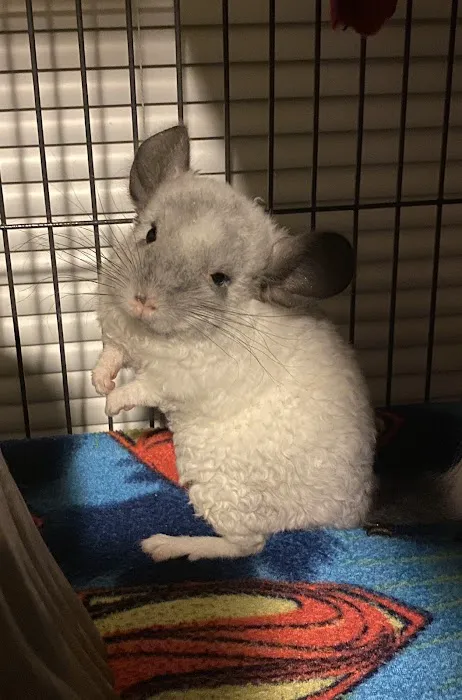 Weeping Willow Farm llc Home of C & B Chinchillas Picture 6