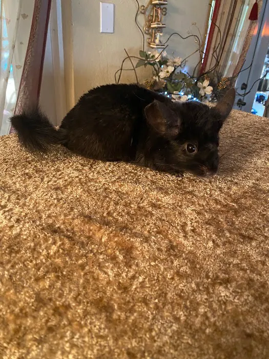 Weeping Willow Farm llc Home of C & B Chinchillas Picture 10
