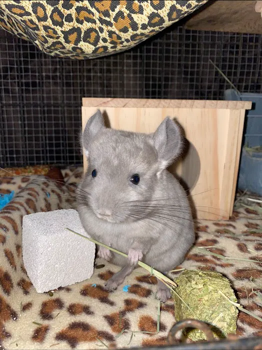 Weeping Willow Farm llc Home of C & B Chinchillas Picture 3