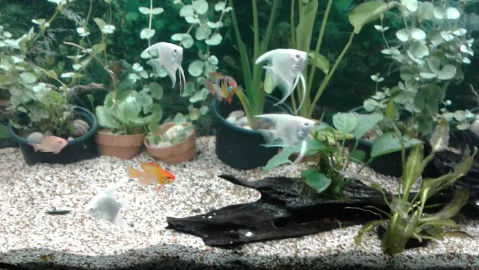 Mikes Cichlids Picture 2