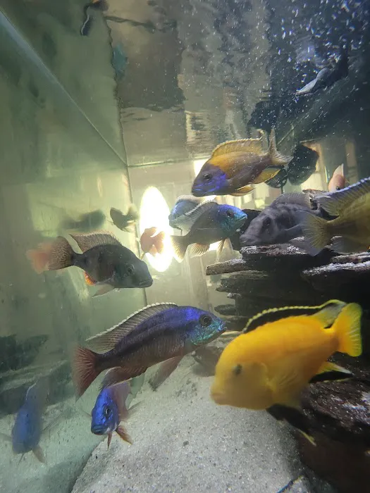 Mikes Cichlids Picture 1