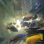 Mikes Cichlids
