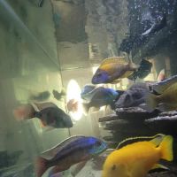 Mikes Cichlids ico