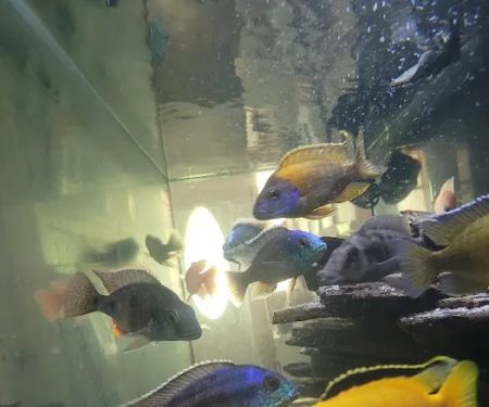 Mikes Cichlids