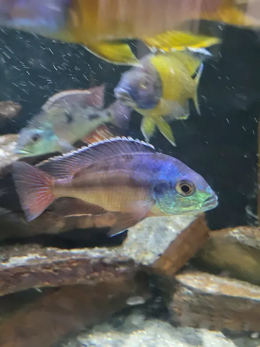 Mikes Cichlids Picture 7