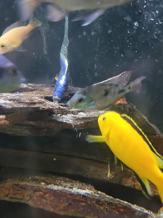 Mikes Cichlids Picture 9