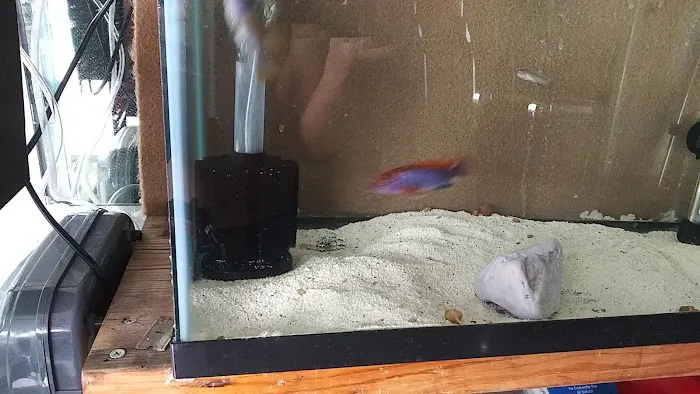 Mikes Cichlids Picture 8