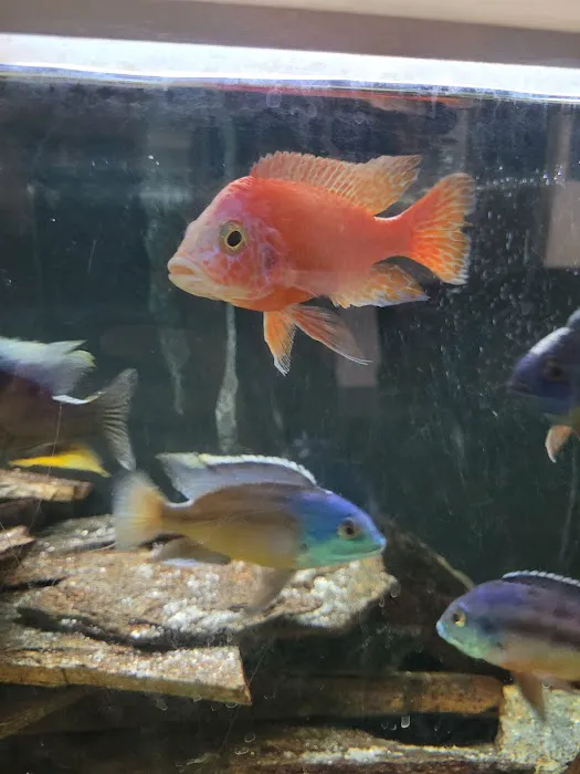 Mikes Cichlids Picture 4