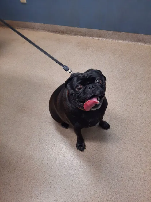 Boght Veterinary Clinic Picture 4