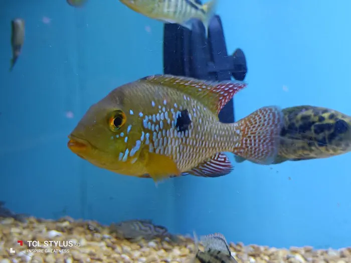 Cichlid Express/ Daytona Aquarium Fish Store Picture 1