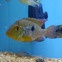 Cichlid Express/ Daytona Aquarium Fish Store ico