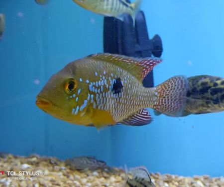 Cichlid Express/ Daytona Aquarium Fish Store